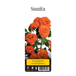 Роза Сунита флорибунда 1 шт
